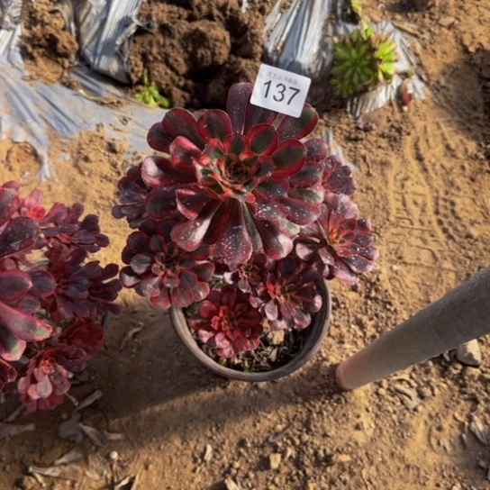 香奈儿2号137多肉植物