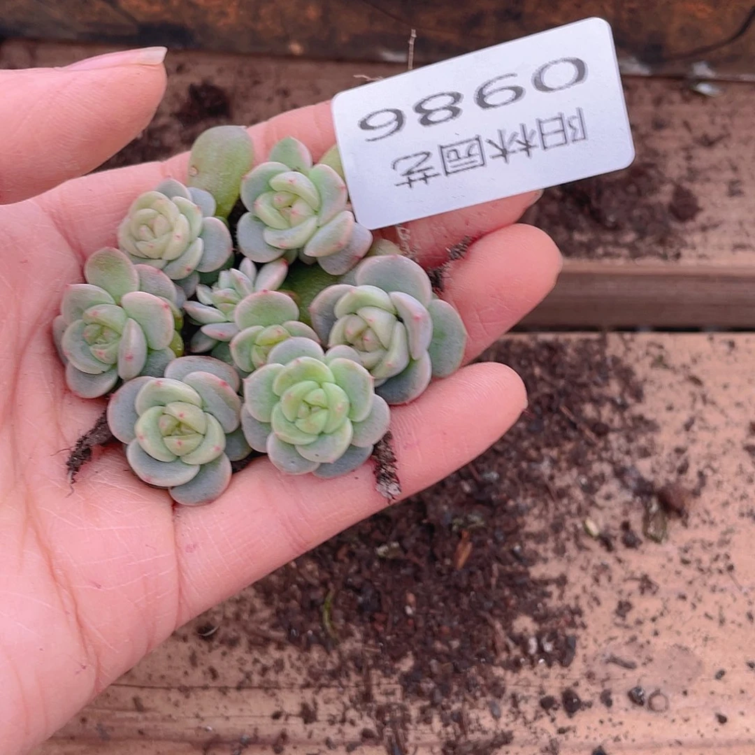 拾***光多肉植物多肉植物986