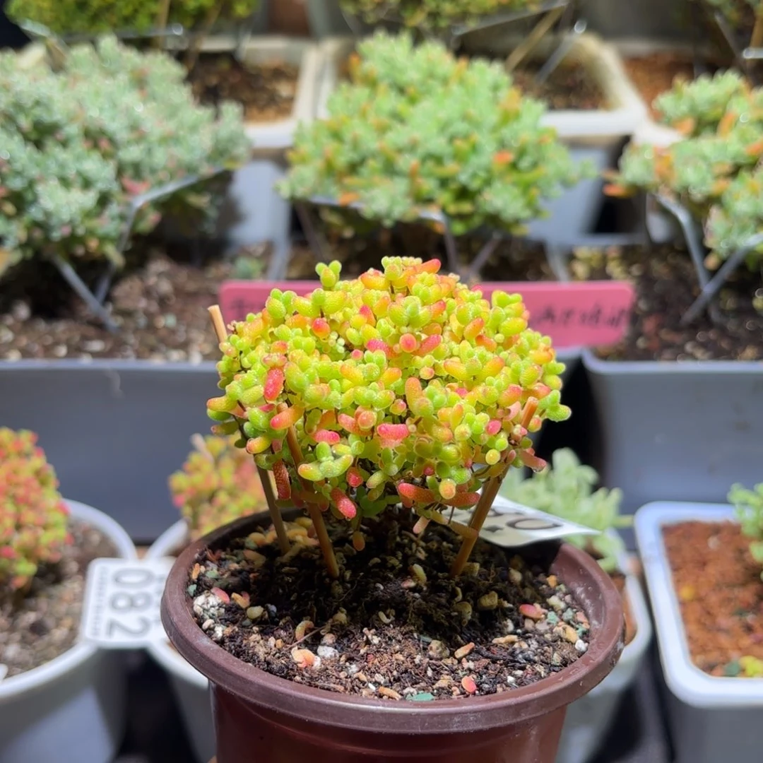 枝干番杏密橘糖球084