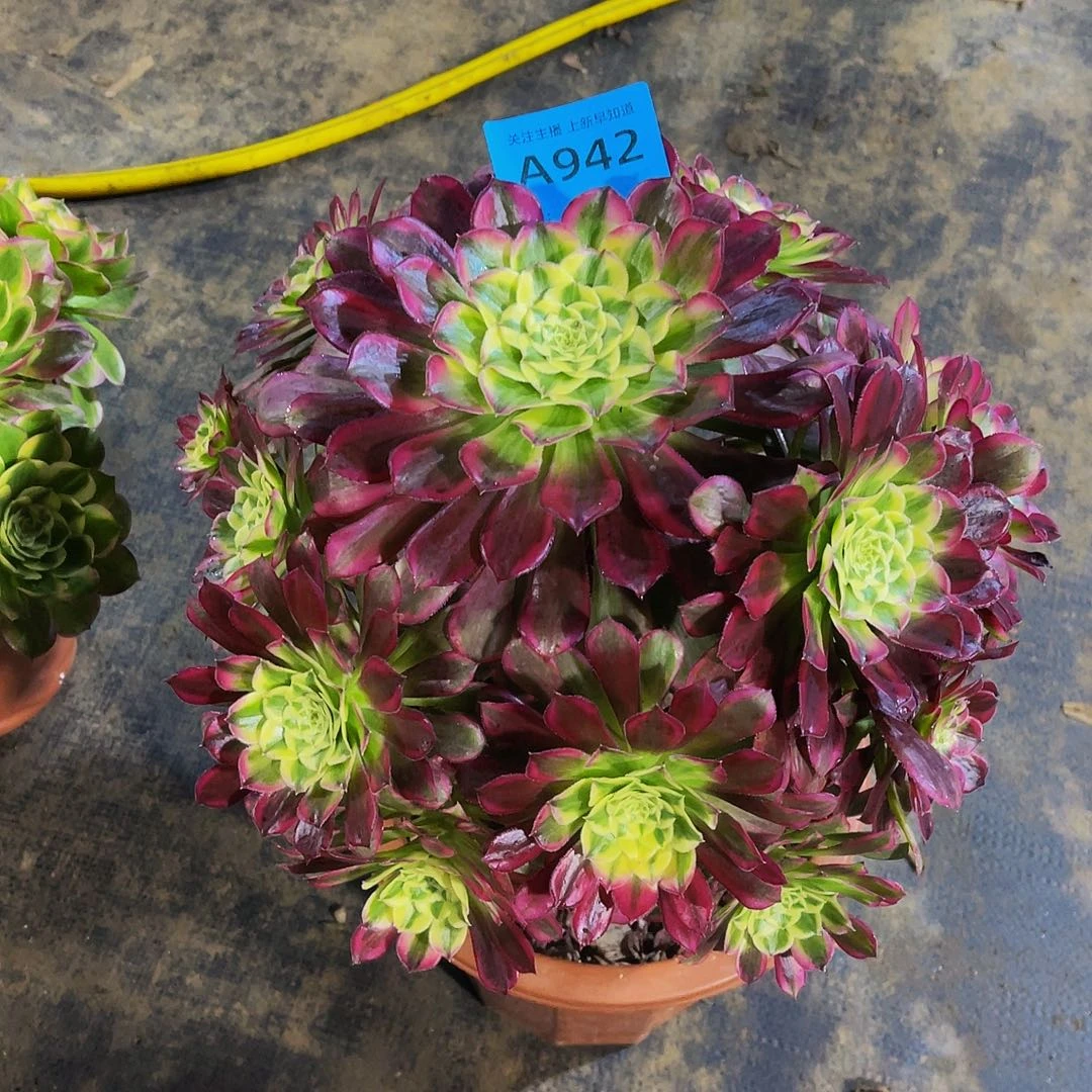 天和942拖土法师