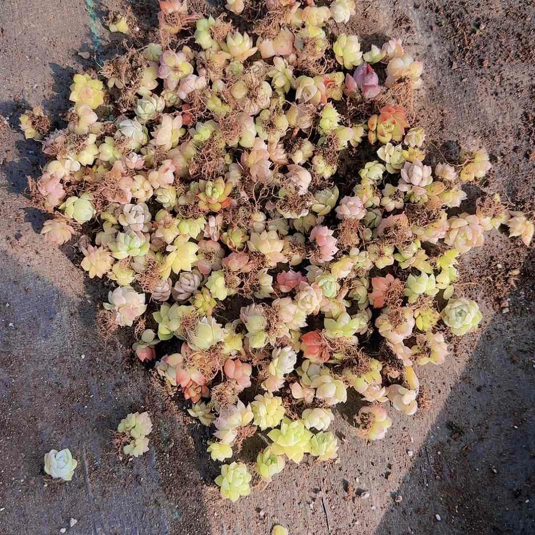 饭盒小苗保底100颗以上量拍