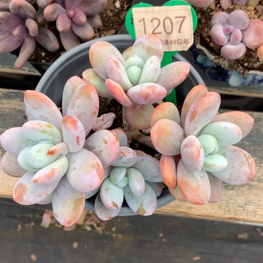 雪美人老桩一物一拍