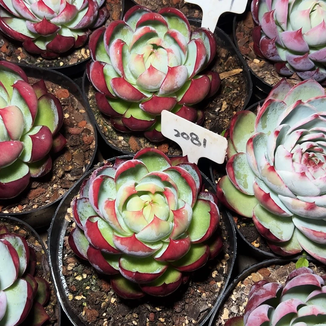 意***兰惊鸿仙子2081.2097号