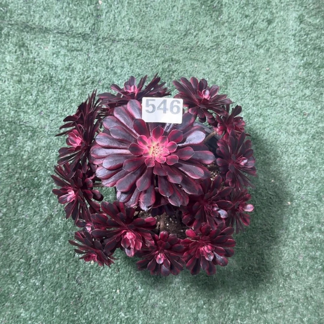 苏***王546！黑瞳白法师多肉植物