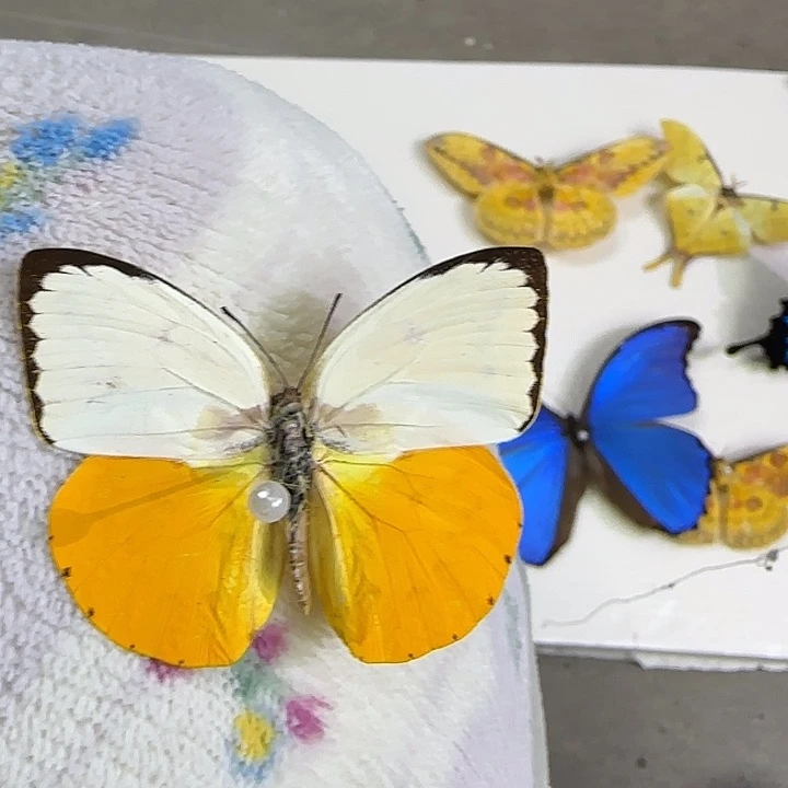 隔黄迁粉蝶的蝴蝶