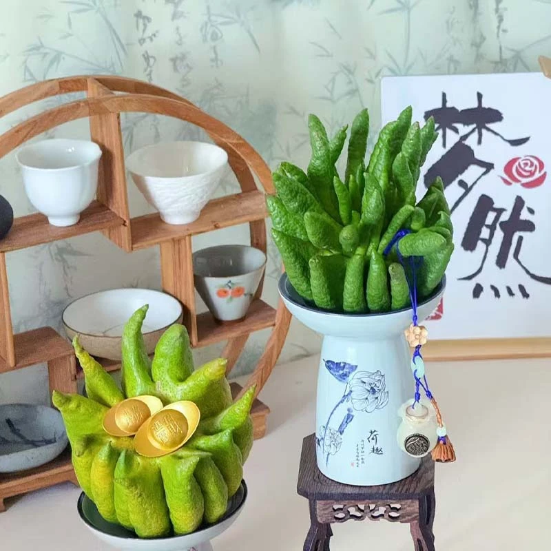 基地佛手（福寿）造型随机鲜切果花期更长1单顺丰包邮