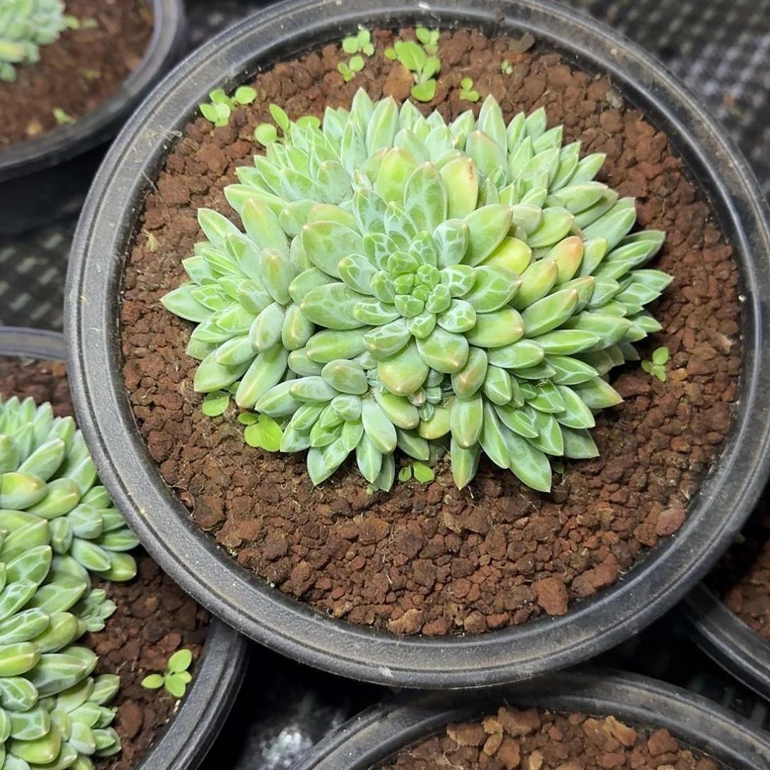 多肉植物多肉植物