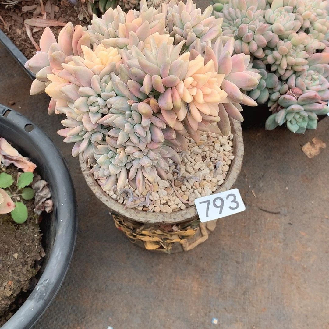 793淡雪锦缀一物一拍多肉