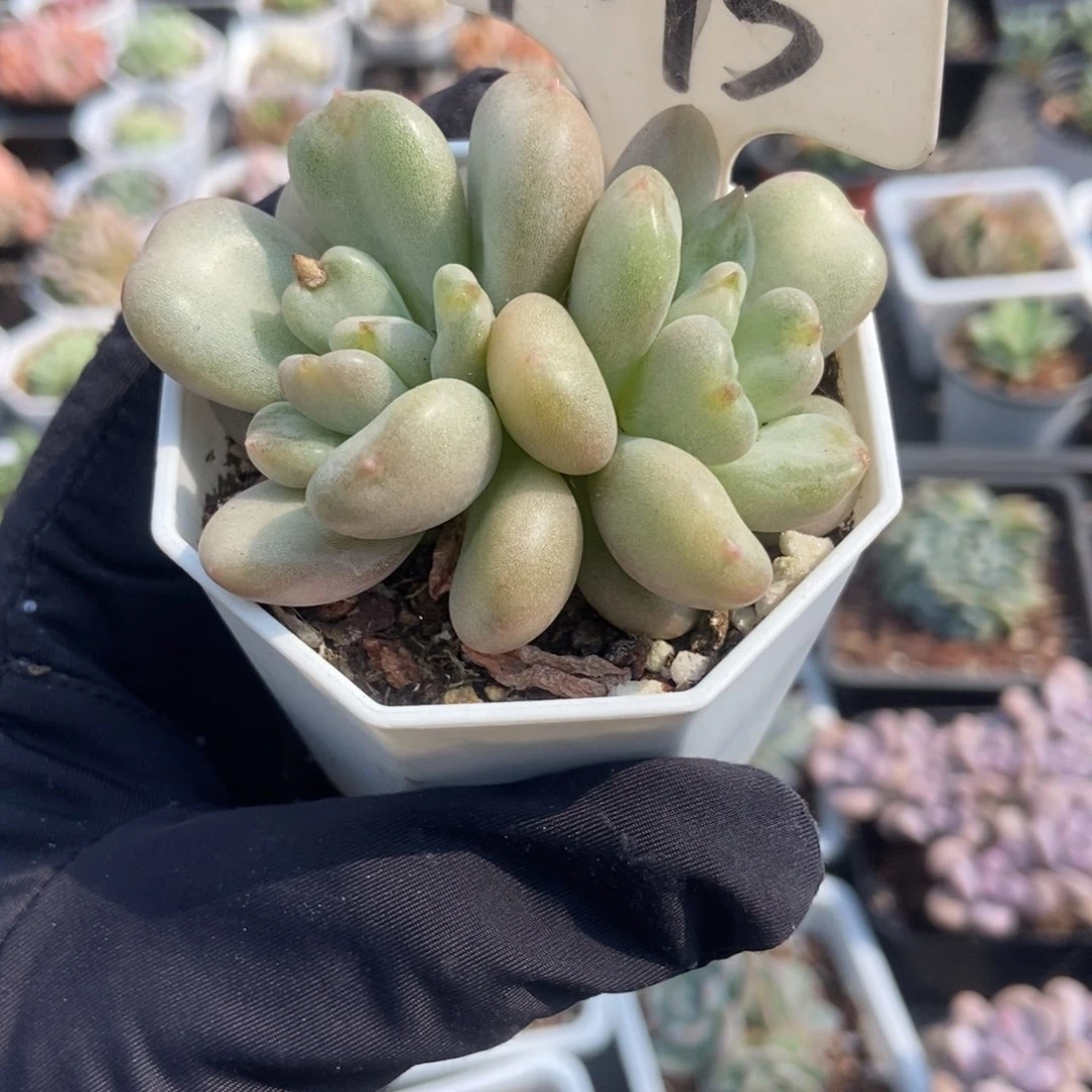 1015比尔盖茨多肉植物保护