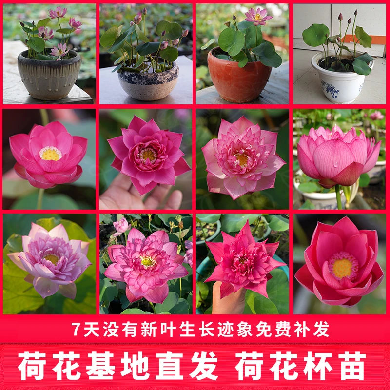 莲卿【精品荷花品种小杯苗】当年开花庭院重瓣荷花阳台盆栽种植杯苗