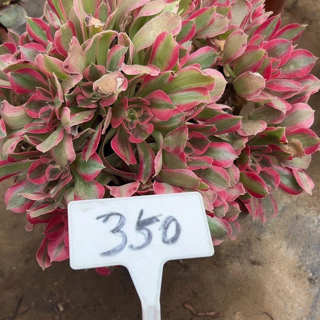 多肉植物妖月法师350