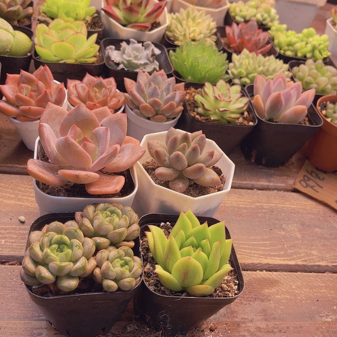 红茶➕葡萄群➕红蜻蜓➕蔷薇玛丽亚