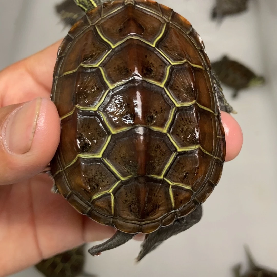 中华草龟不分公母