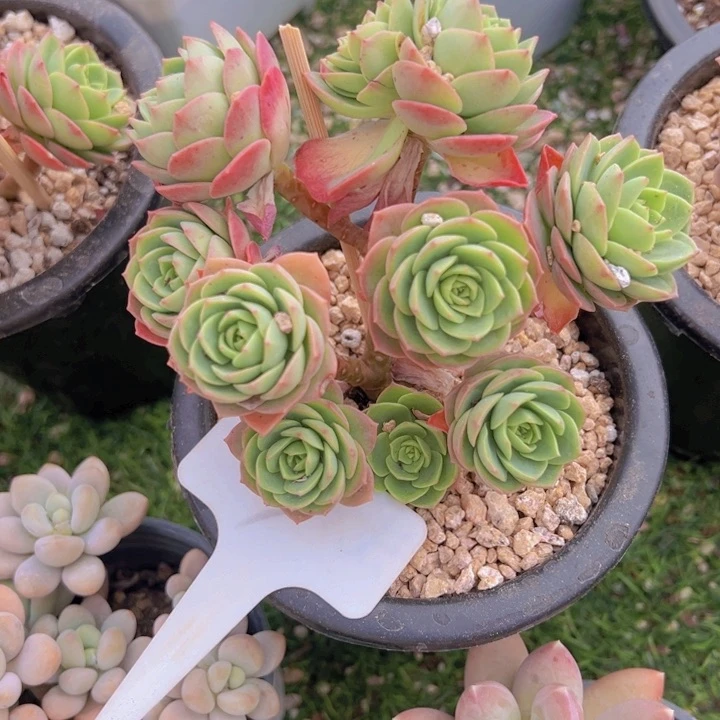 健健康康平平安安