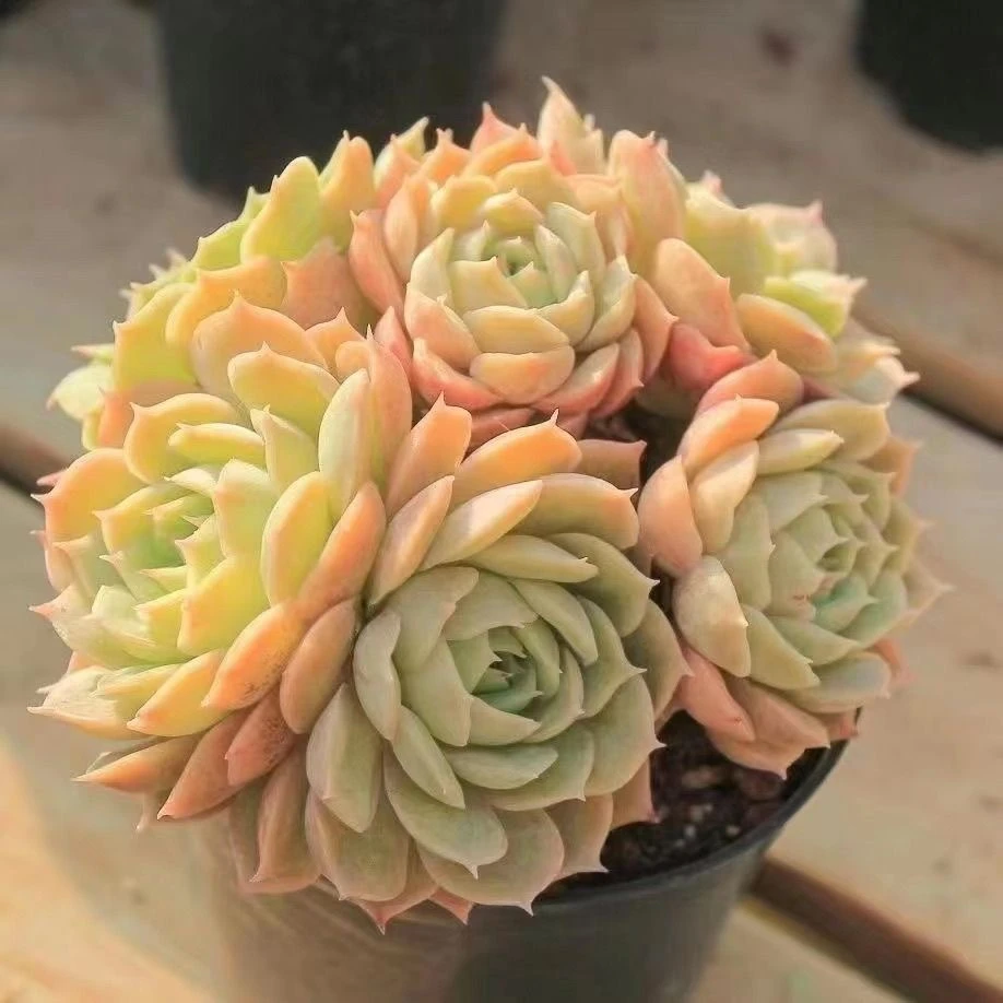 昂斯诺（多肉全店满19元包邮）植物组合盆栽