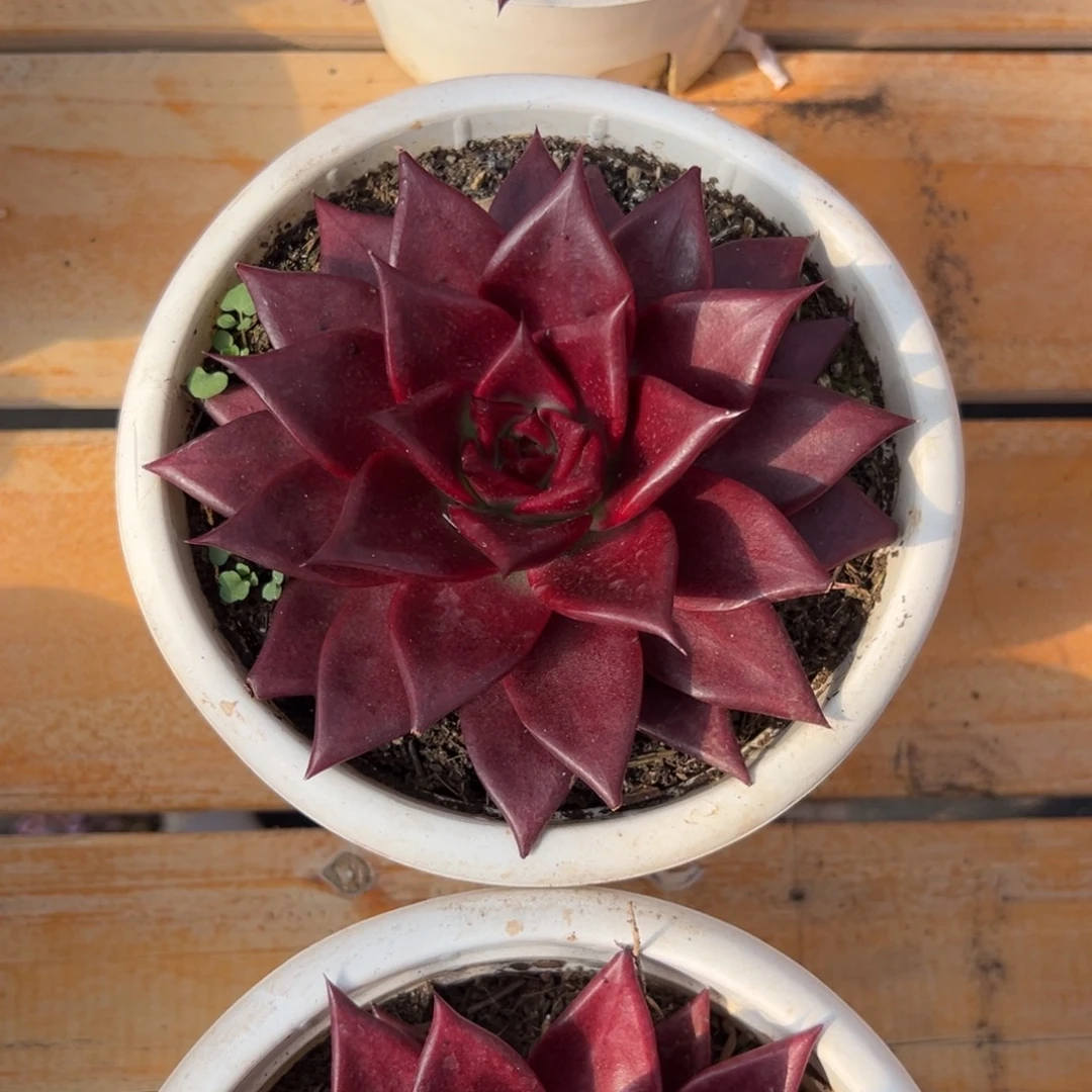 多肉植物单头雪罗