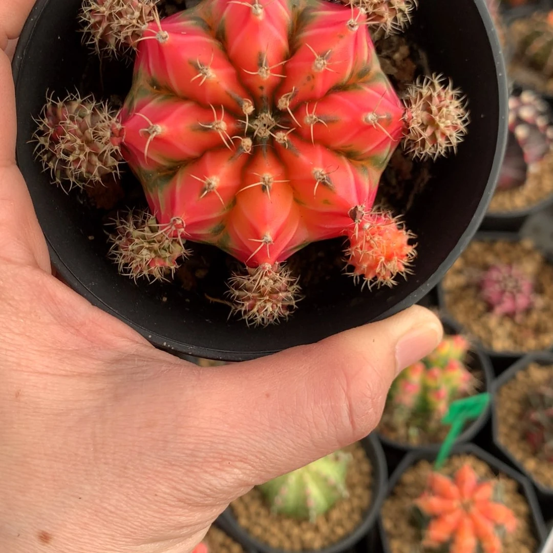 风*舞仙人球米哈牡丹锦