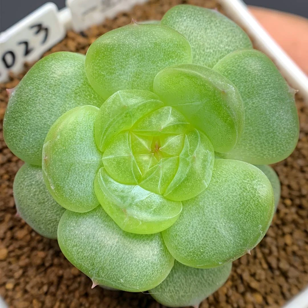 六号链接 h-h 框拍 9/19 周五 多肉植物 讲解点击封面图