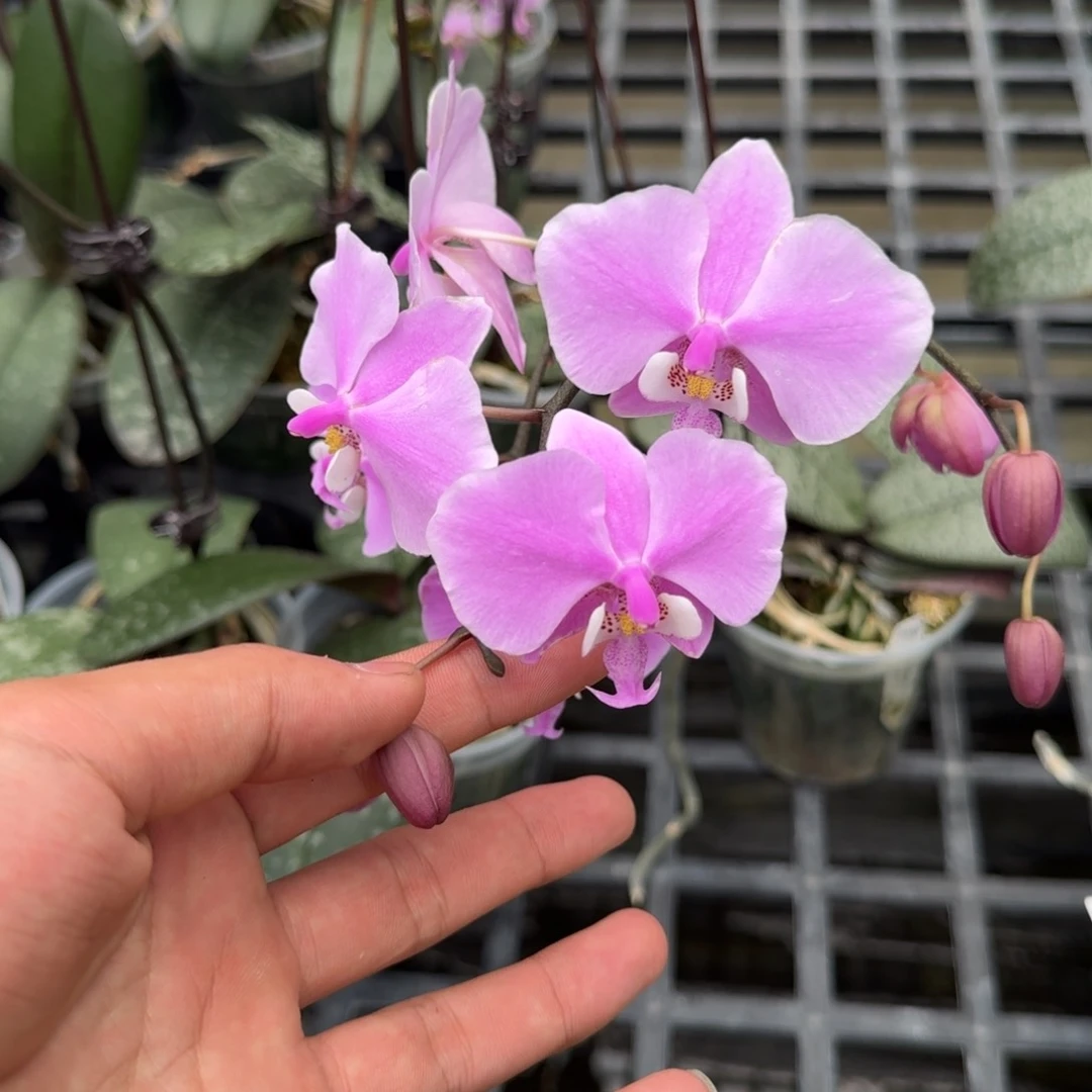 当前无花栽培后可以开花l1381 瑕疵三寸银叶西