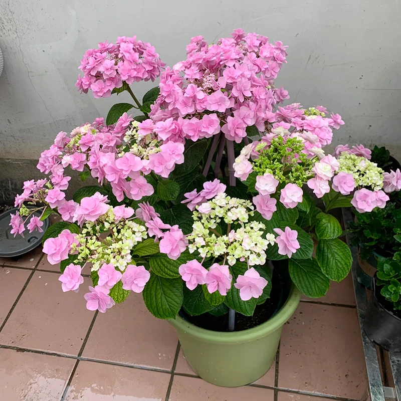 头花重瓣绣球(新老枝开花 直立性好)庭院阳台开花植物