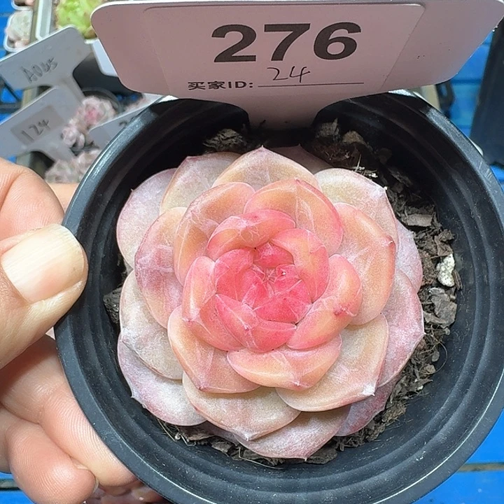 雪芙蓉多肉植物276