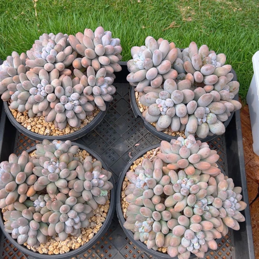 大叶1111111111111111111