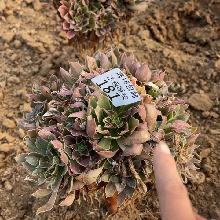 181光辉七彩不太圆缺水2