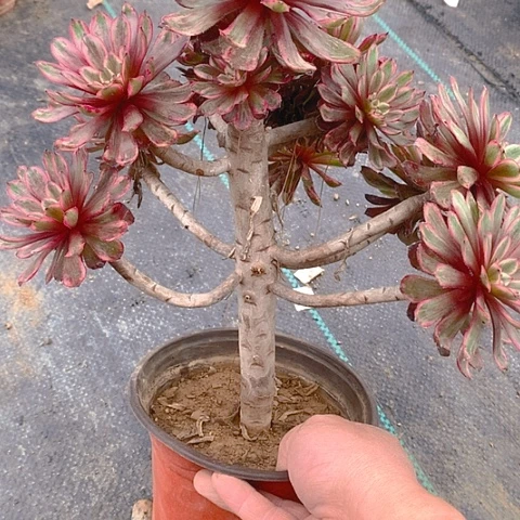 810紫霞仙子多肉植物