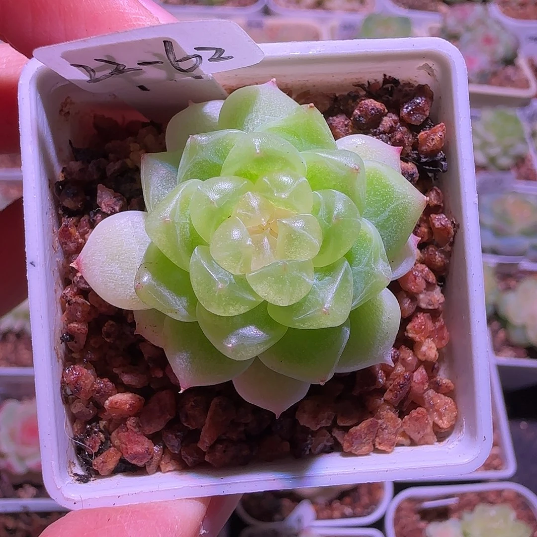 22-62福利千寻单头