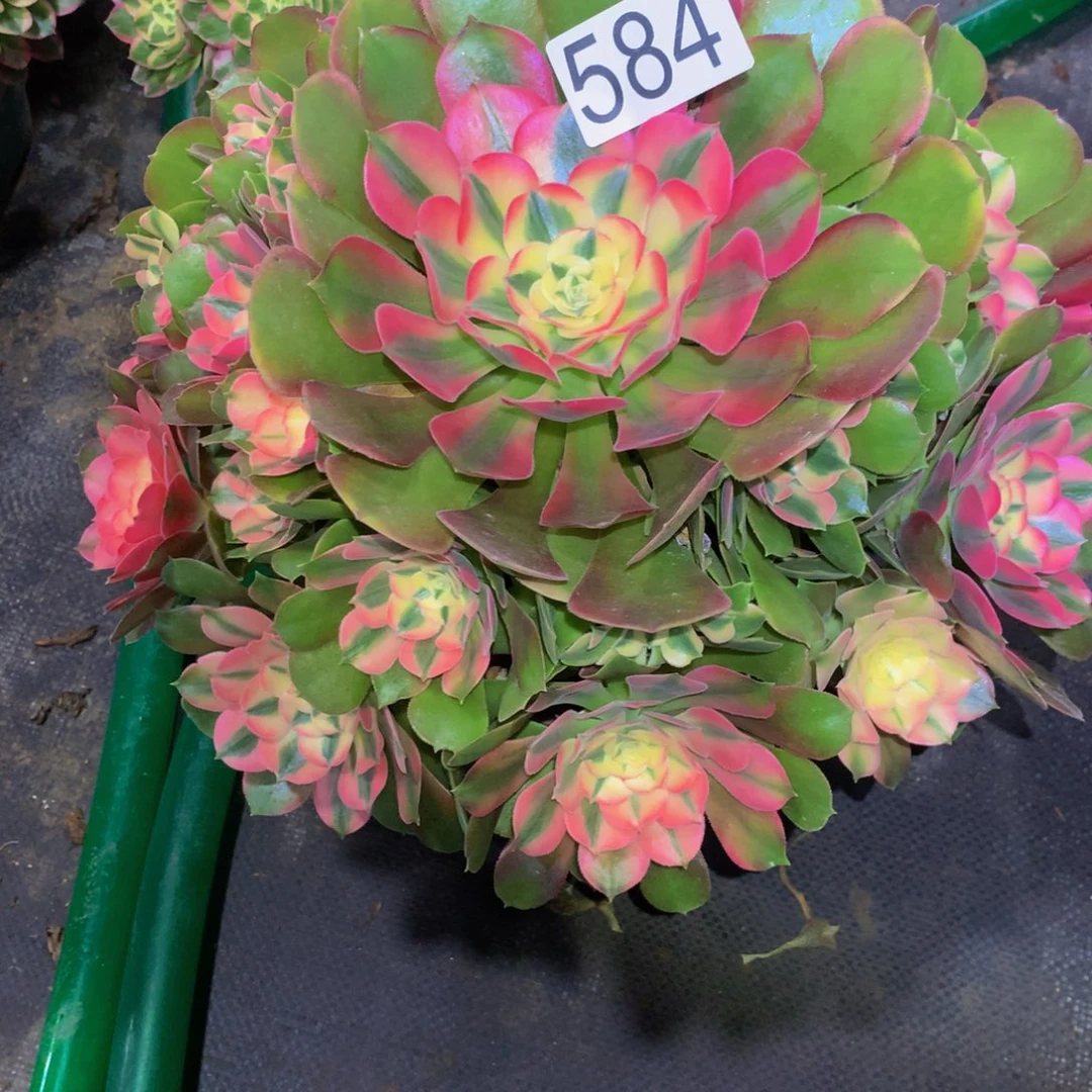 妙****法师多肉植物584香妃