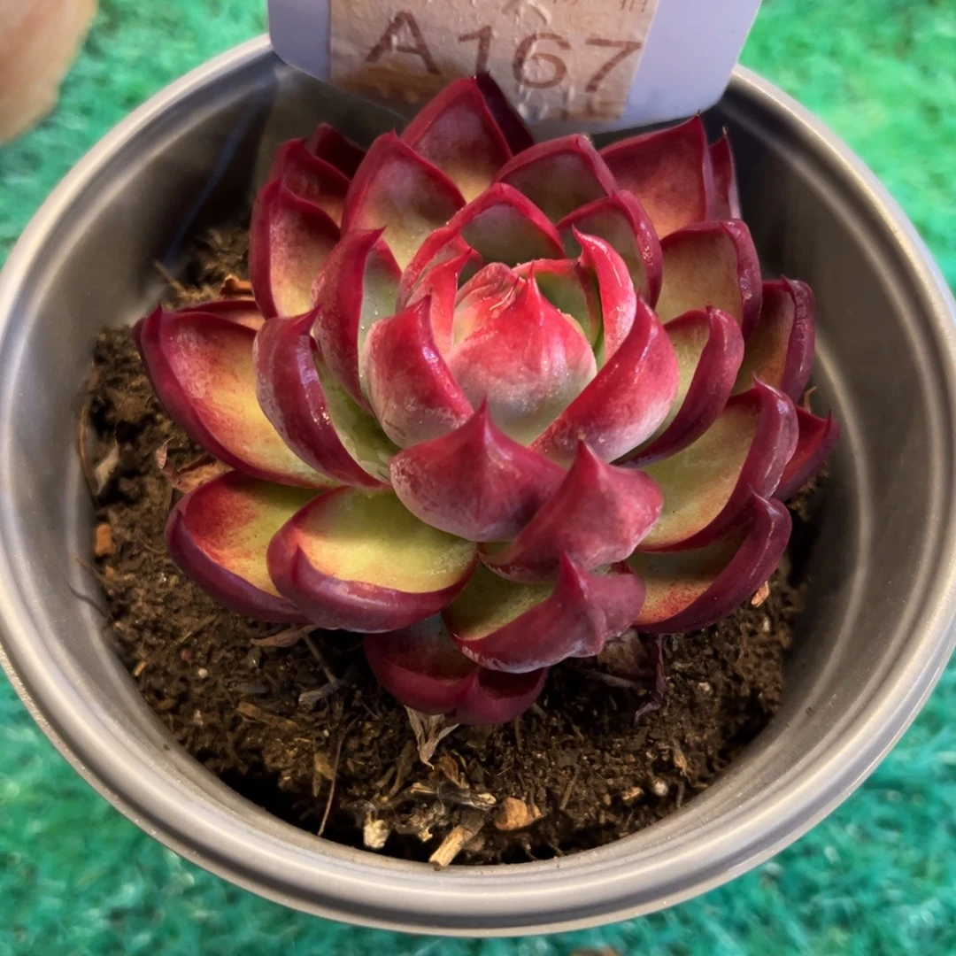 惊鸿仙子，，，，，，，，，，，，，，，，，，