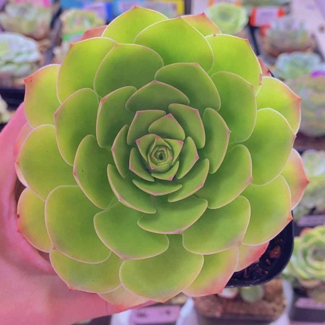 山地玫瑰一物一拍追光者325