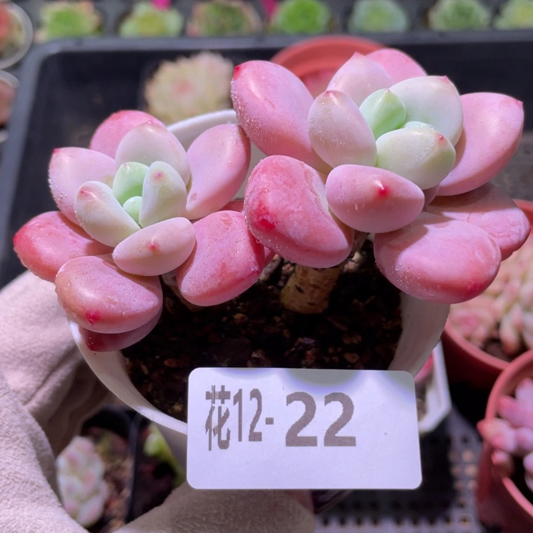 花利美12-22洛神双头