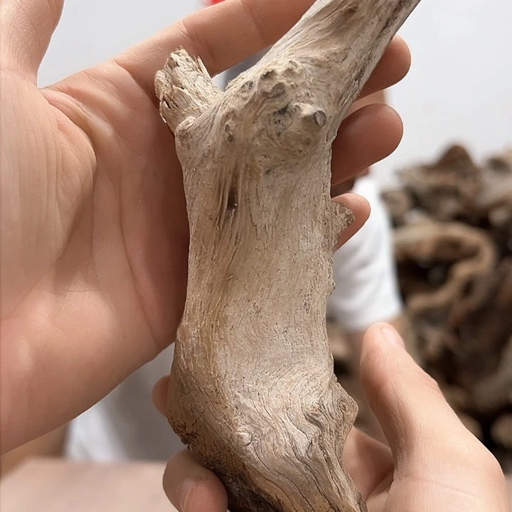 柏木快*我们都是好孩子呀我也要