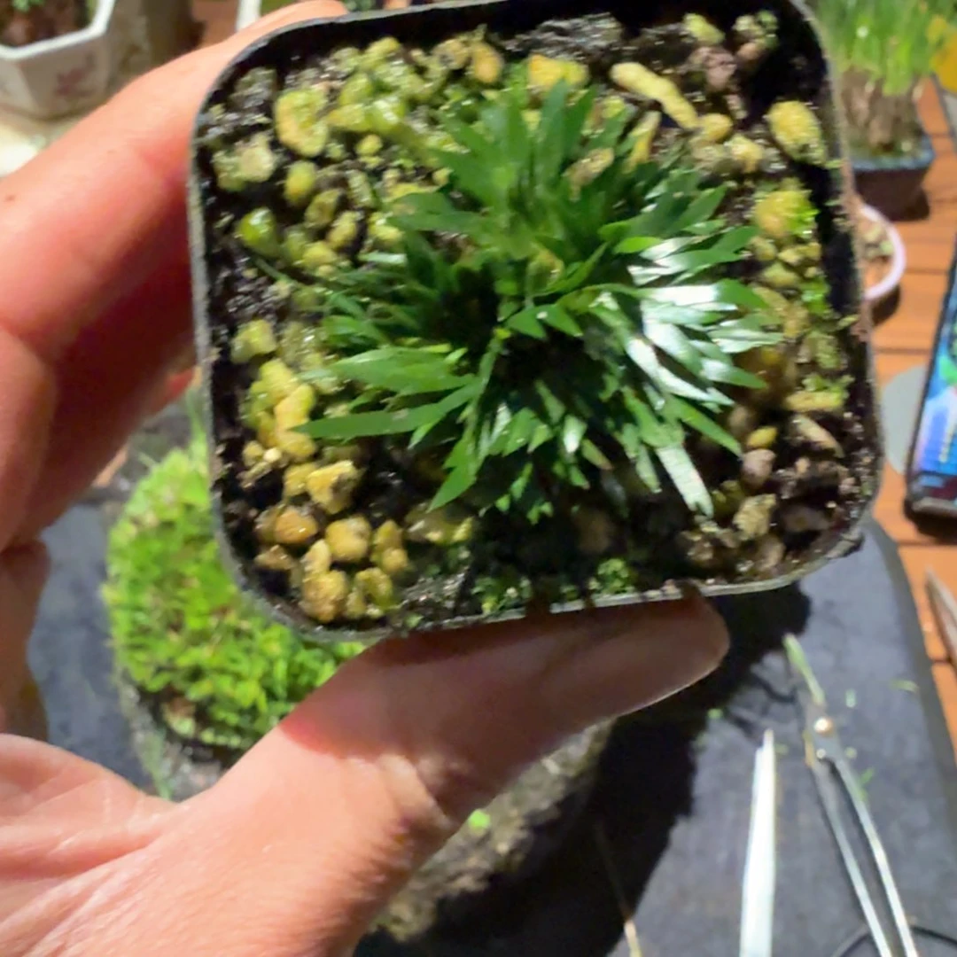 红陶·*3颗贵船苔塑料盆