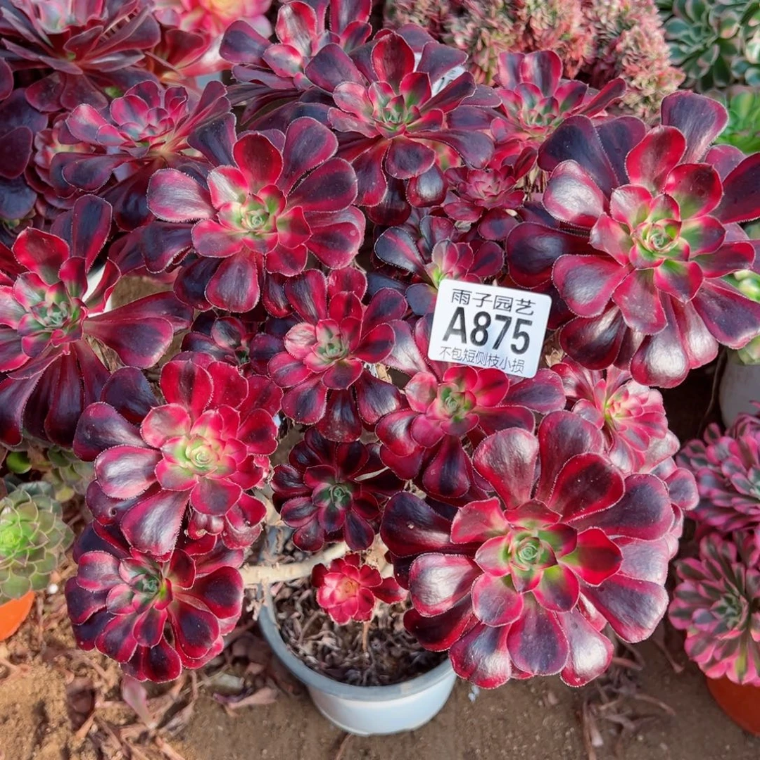 875丽娜尺寸28左右