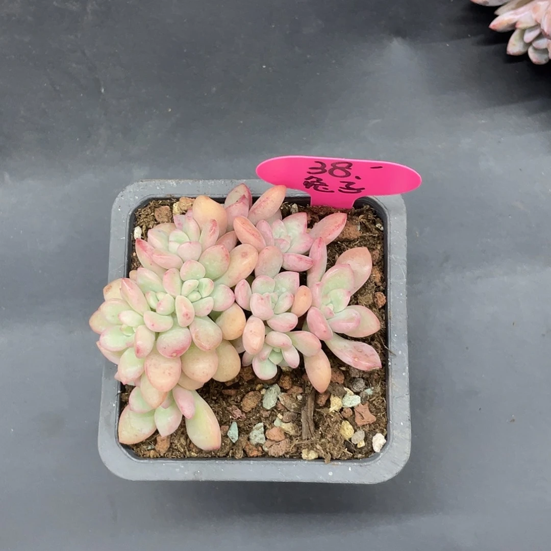 *****好看的朵朵，我也不知道是啥