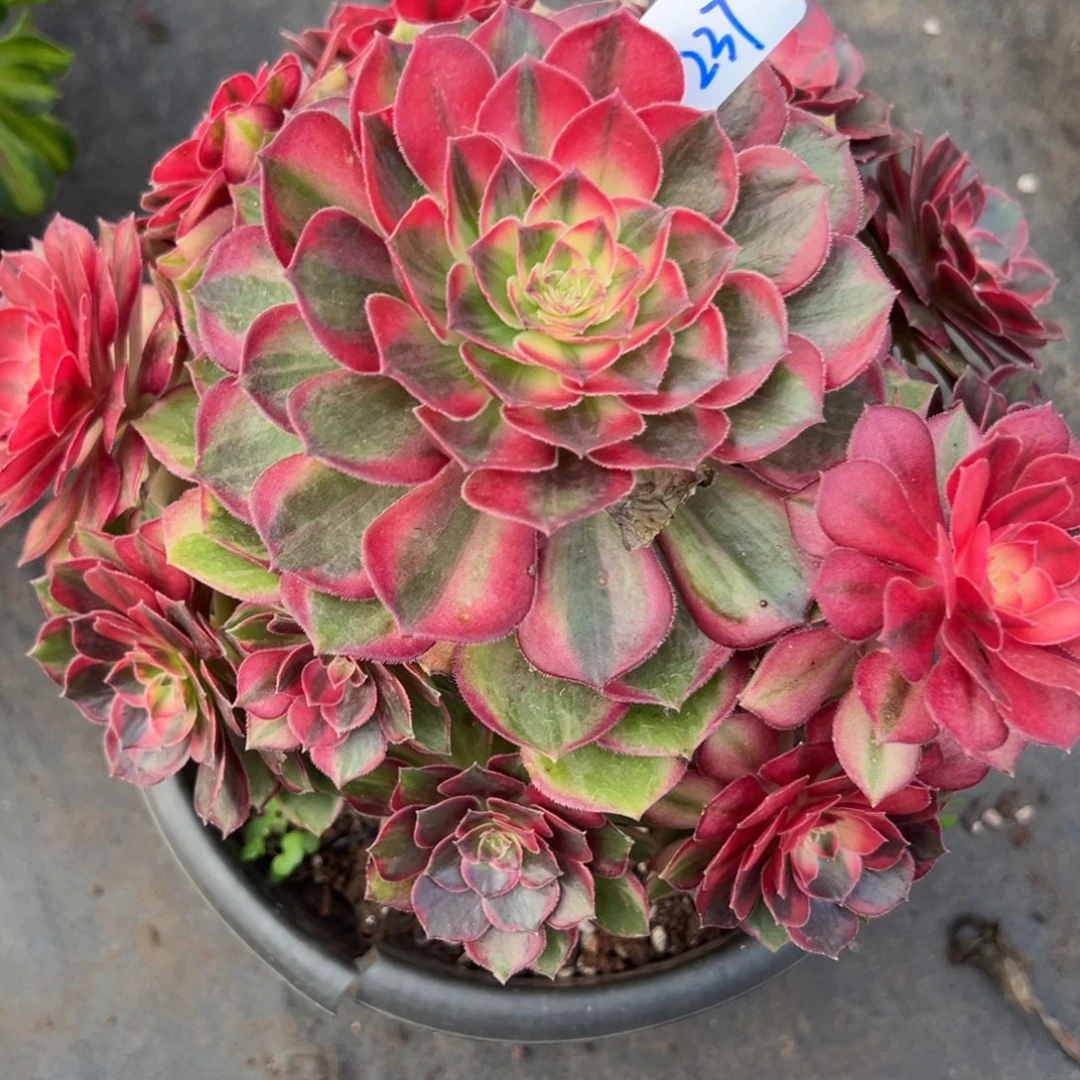 337黑魔锦炖肉植物洗衣