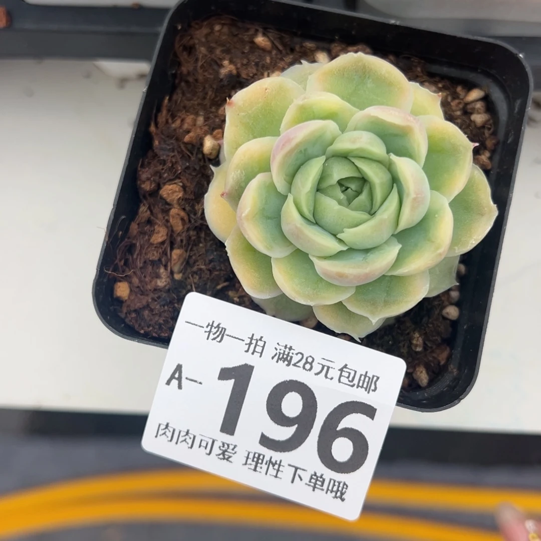 水晶虾饺多肉多肉多肉多肉多肉