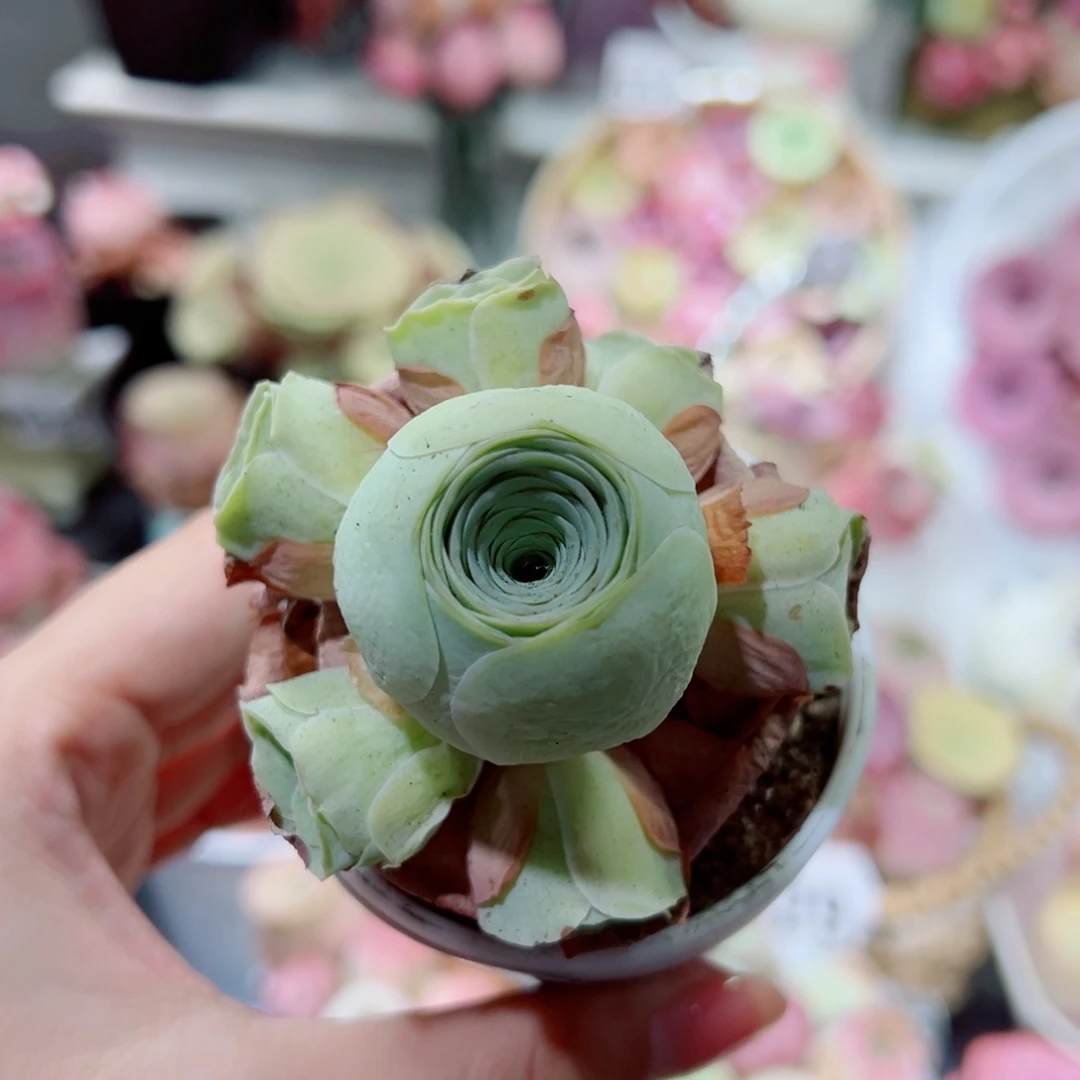 635绿玫瑰手捧花。