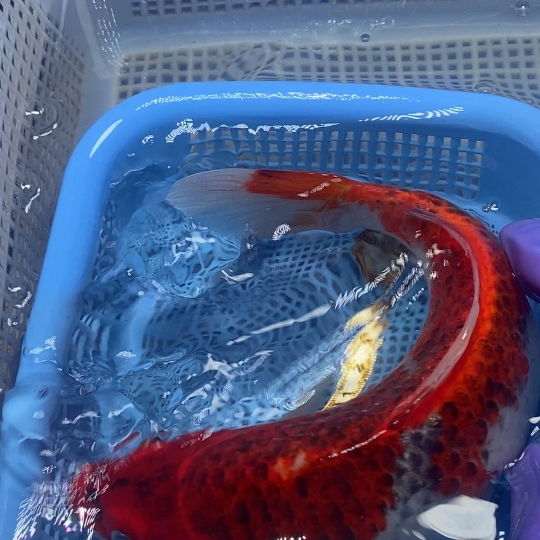 锦鲤冷水锦鲤包邮