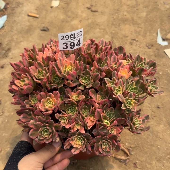 甜茶……多肉植物……