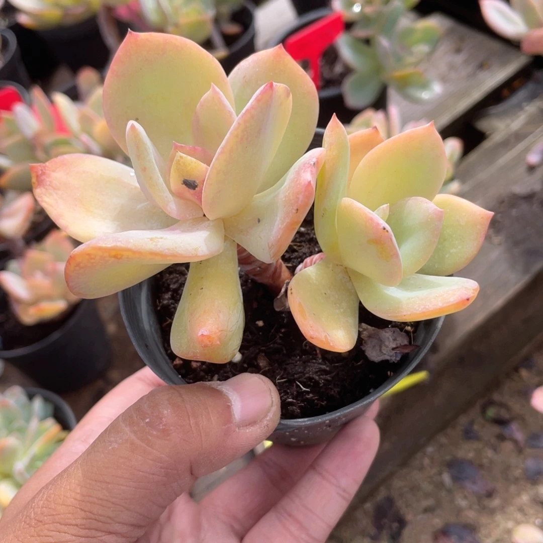 1709  白凤  六月六