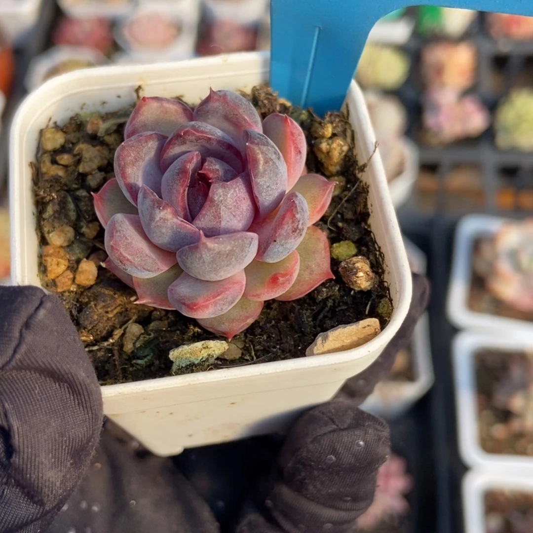 041蓝莓多肉植物保护