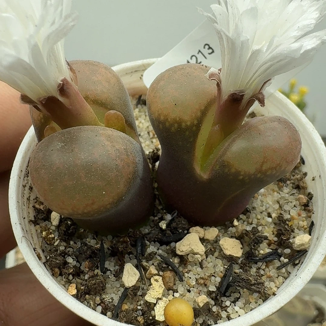 213多肉哈哈哈哈哈哈哈