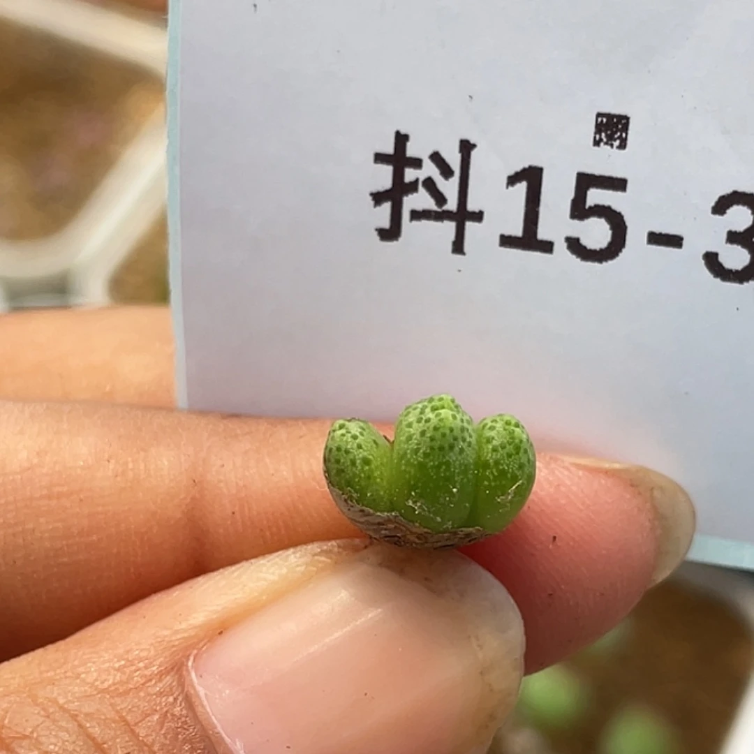 15-37草莓斑马苗多肉植物