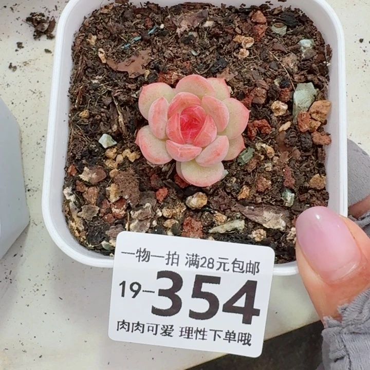 琴心无盆土发货无