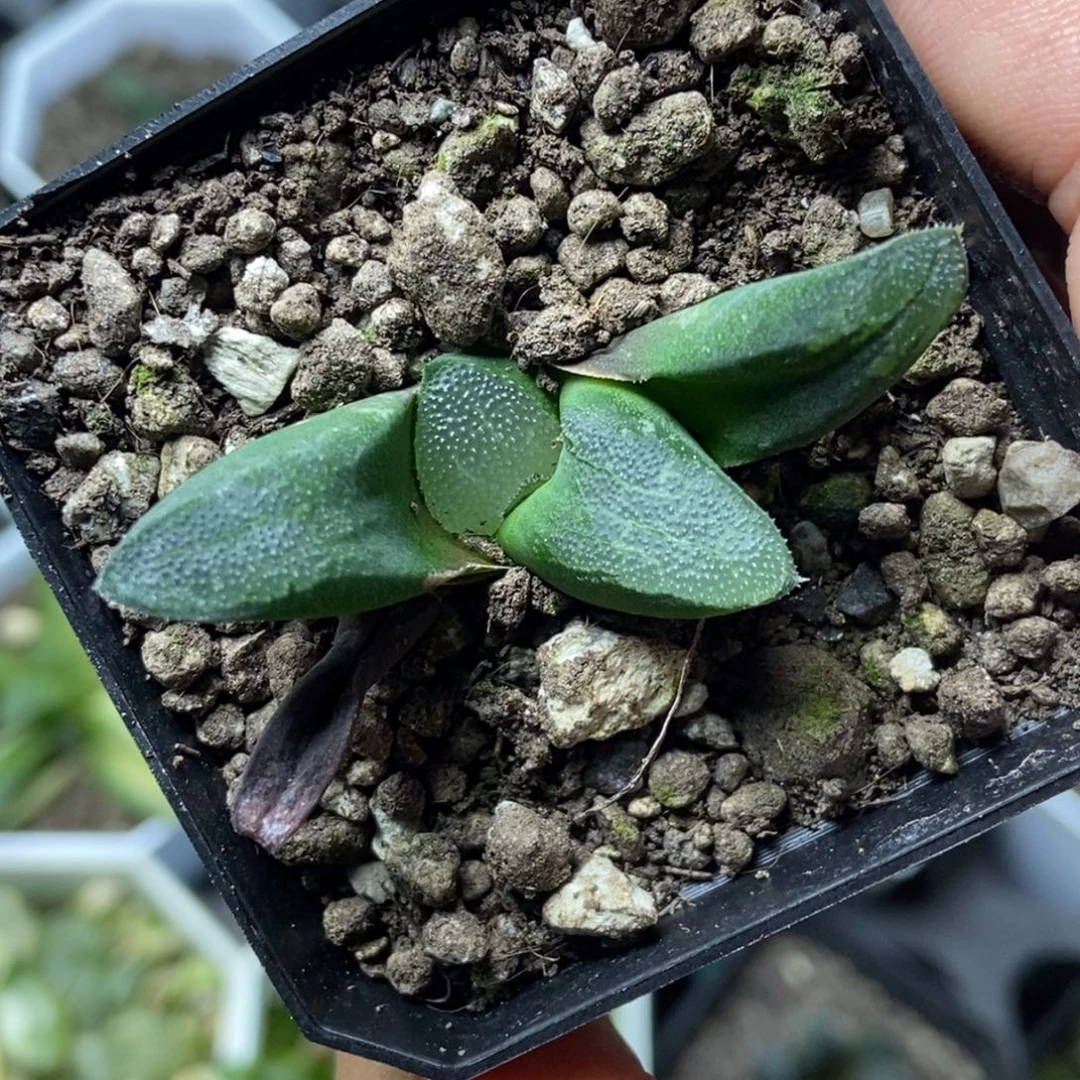 是是是是是是是是是寿