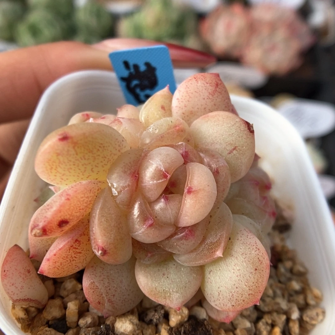 甜心群生可拍373号。