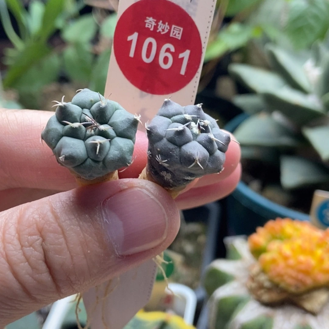 实生冬云娇丽两颗仙人球